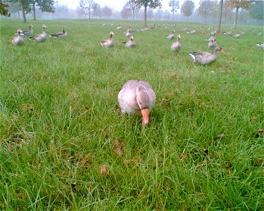 Greylag Geese feeding