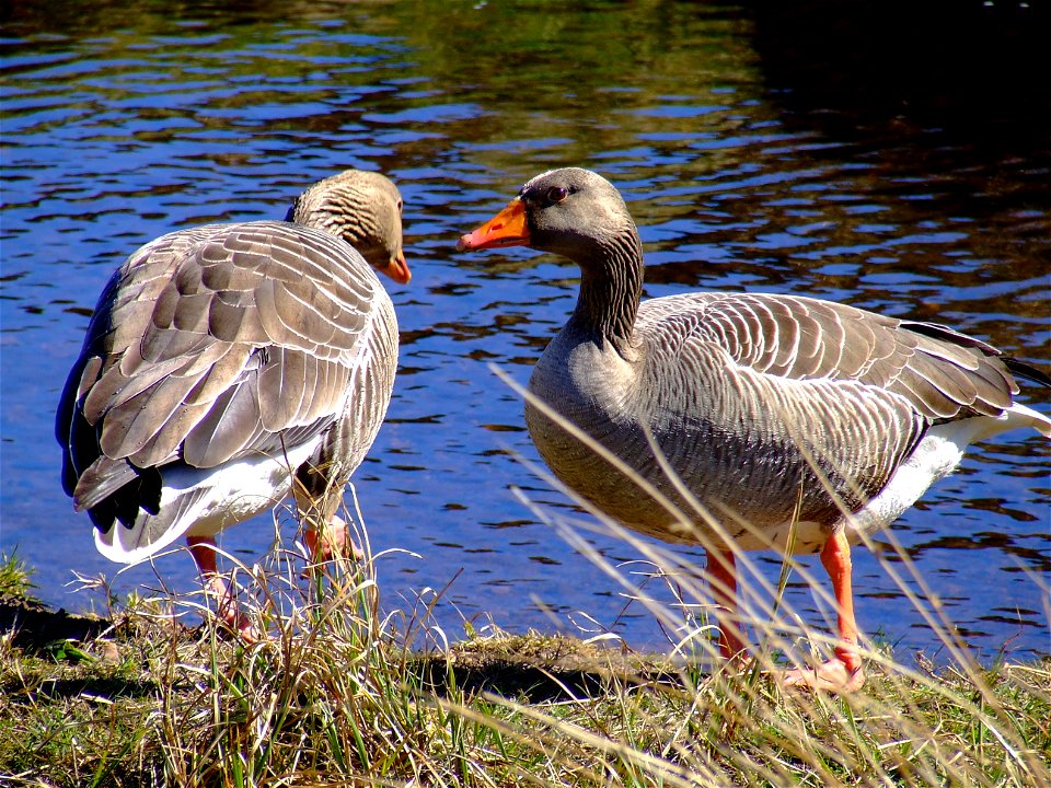 Two Greylag Geese by a Pentland Hills reservoir