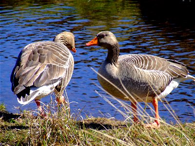 Two Greylag Geese by a Pentland Hills reservoir