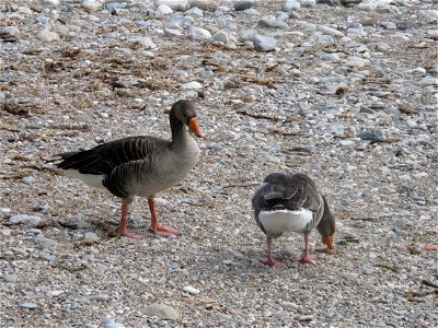 Geese on the beach of Roquebrune (Alpes-Maritimes, France).