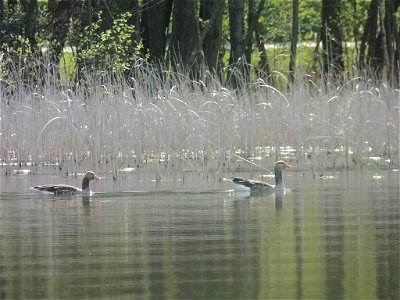 Zwei Wildenten im Mellensee bei Lychen in der Uckermark
