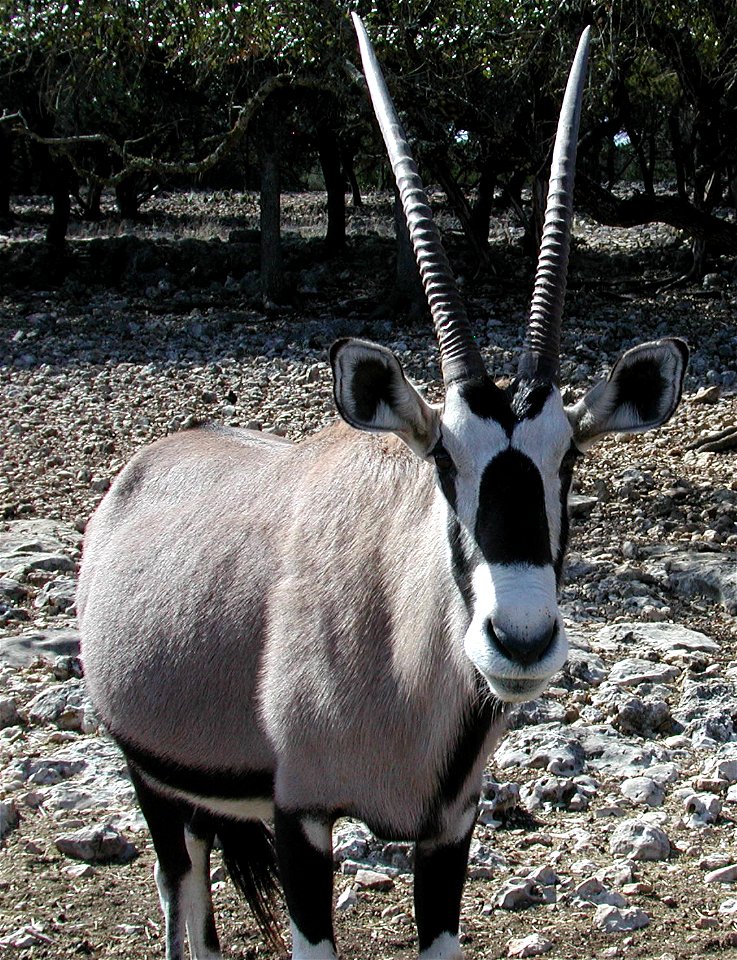 Photograph took at the Wildlife Ranch in San Antonio.