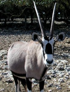 Photograph took at the Wildlife Ranch in San Antonio.