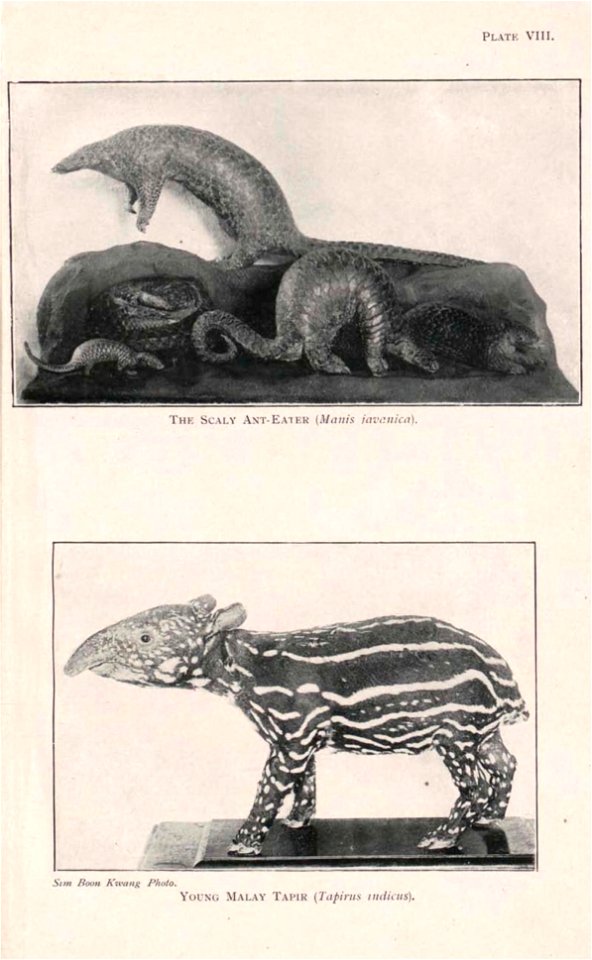 Guide to the zoological collections of the Raffles Museum, Singapore.