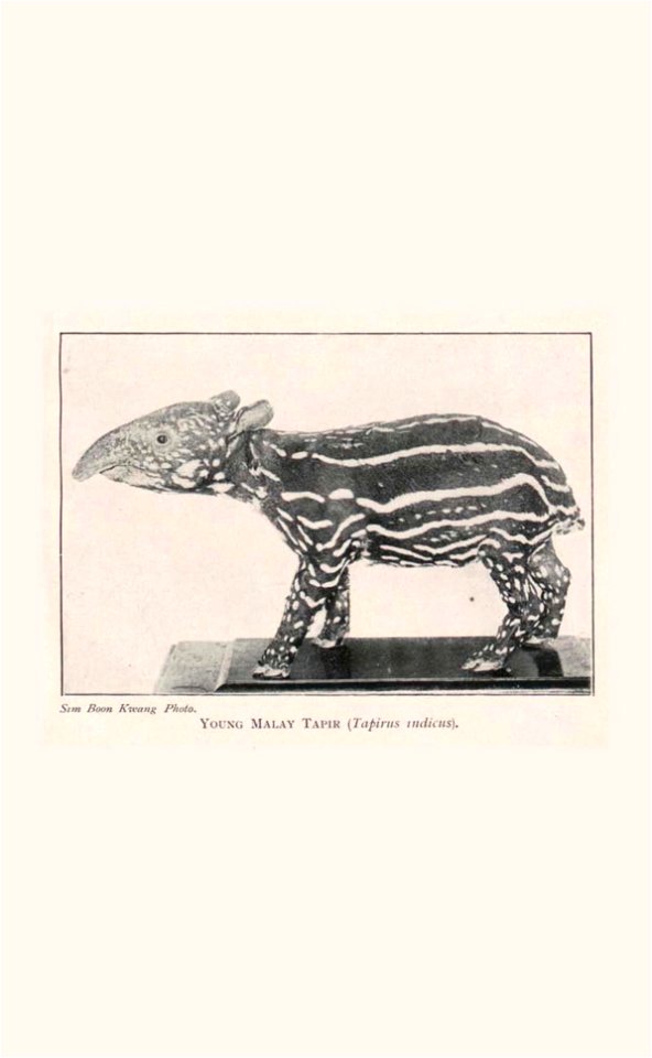 Guide to the zoological collections of the Raffles Museum, Singapore.