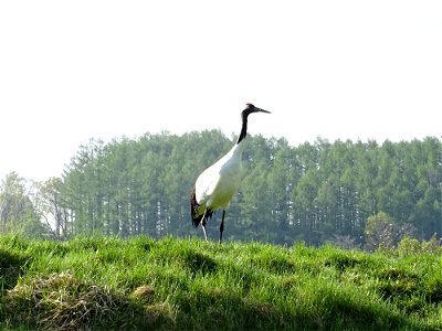 Red-crowned Crane photo