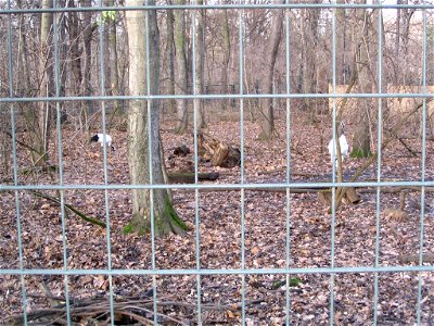 MandschurenkranicheFrançais :  Peut-être au zoo de Leipzig ?