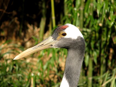 Japanese Red Crowned Crane photo