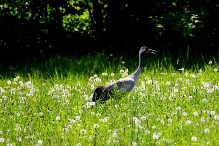 Landschaftsschutzgebiet „Diedersdorfer Heide und Großbeerener Graben“, einzelner Kranich bei der Nahrungssuche