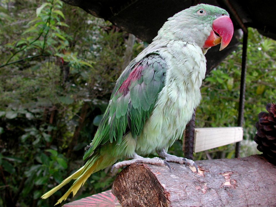 Female Alexandrine Parakeet at Lochmara Lodge