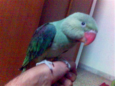 A young Alexandrine Parakeet (2+ months old) sitting on hand.