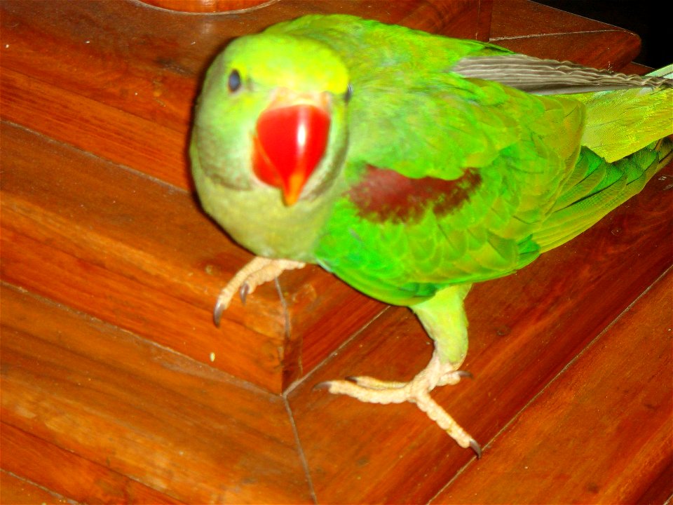 She is an Alexandrine Parakeet and she is around 3-4 months old.This picture was taken by Rohit Tiwari