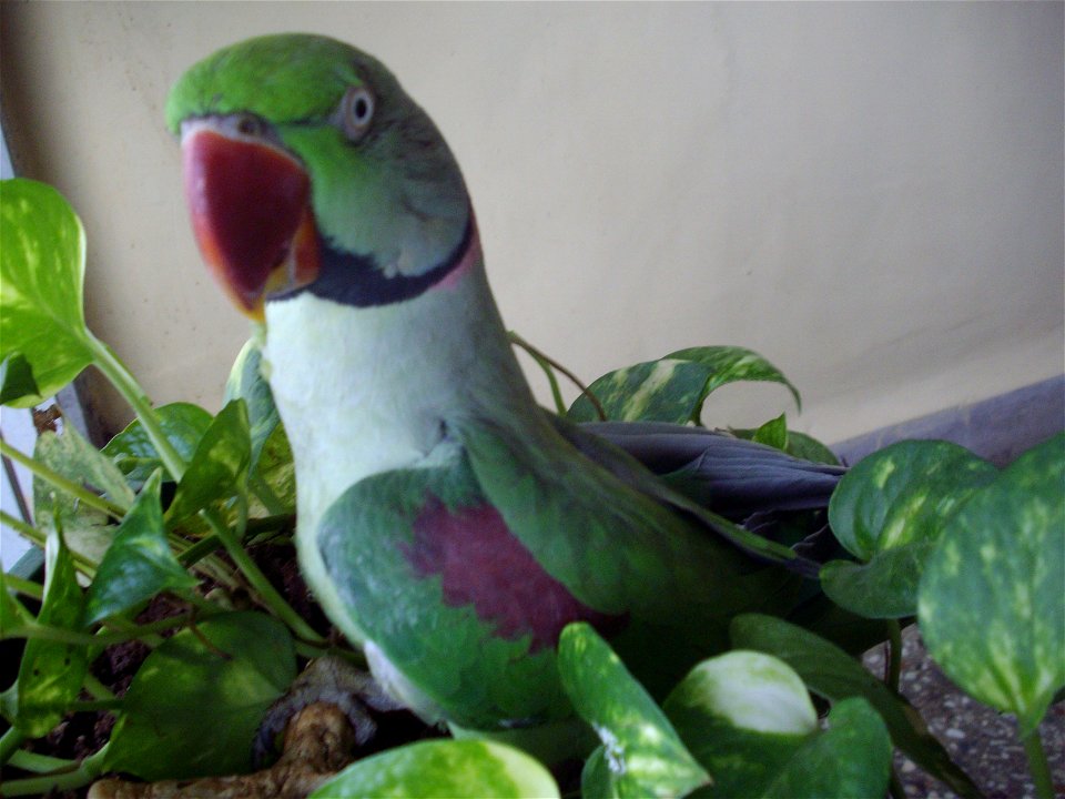 Alexandrine Parakeet or Alexandrine Parrot. A 17 year old pet parakeet at home in Mumbai.