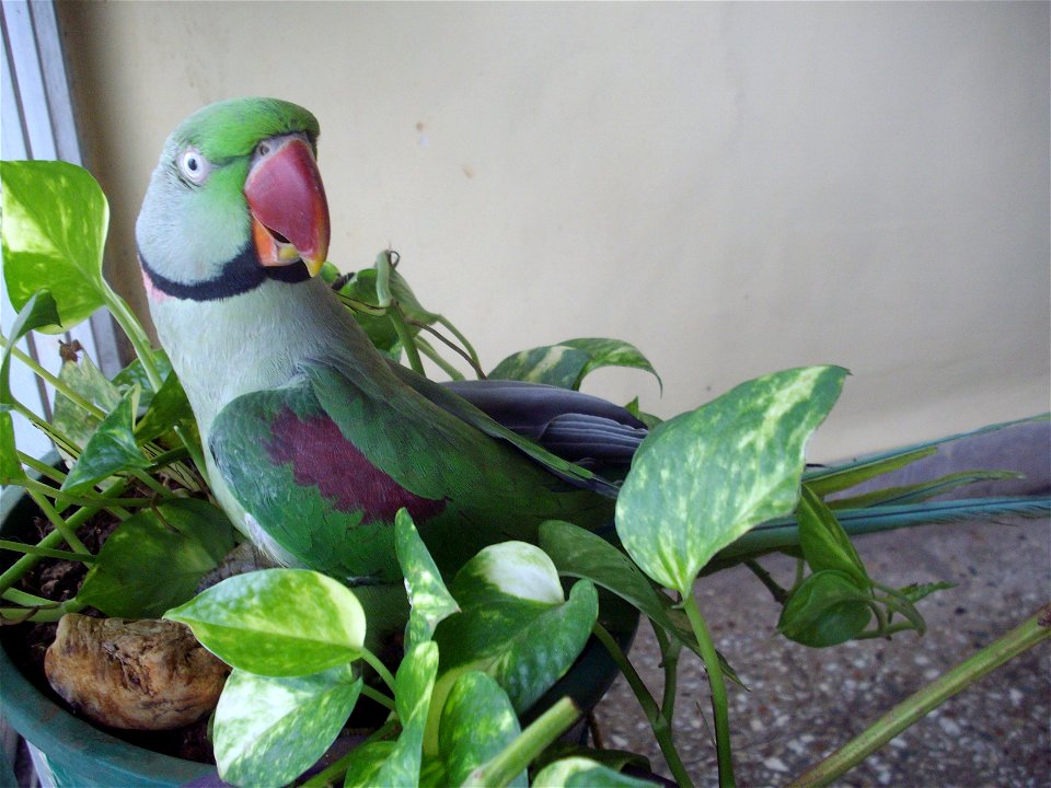 Alexandrine Parakeet or Alexandrine Parrot. A 17 year old pet parakeet at home in Mumbai.