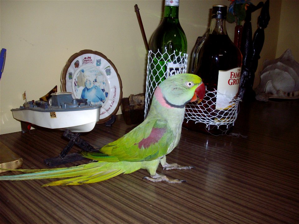 Alexandrine Parakeet or Alexandrine Parrot. A 17 year old pet parakeet at home in Mumbai.