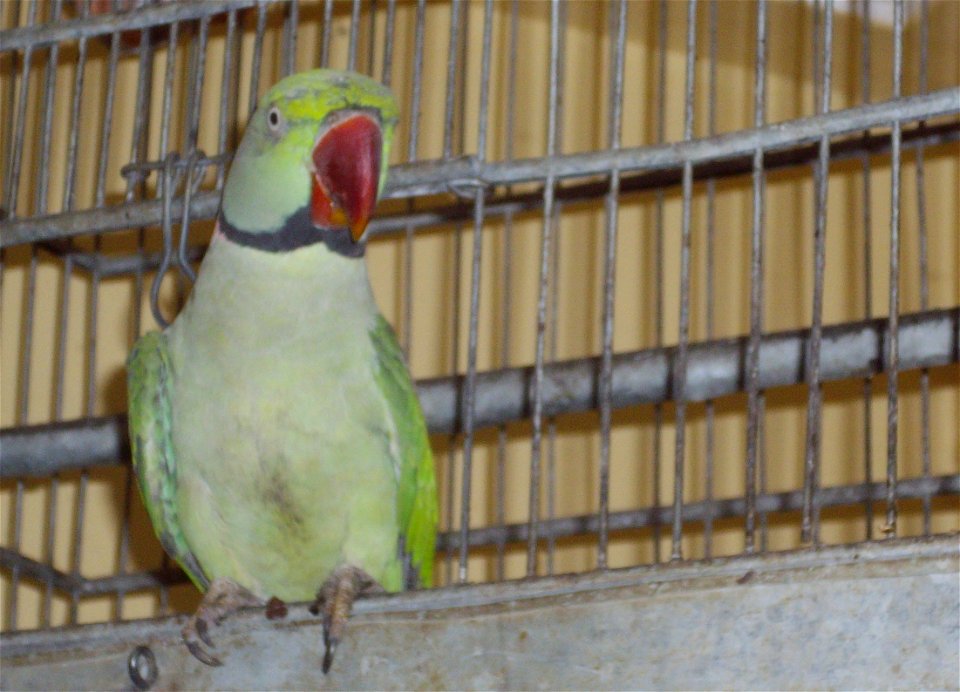 A pet Alexandrine Parakeet named Mittoo, age 17 years, stepping out of his cage for a romp in the gallery, his daily exercise and recreation.