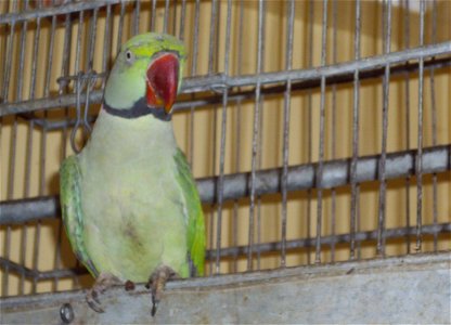 A pet Alexandrine Parakeet named Mittoo, age 17 years, stepping out of his cage for a romp in the gallery, his daily exercise and recreation. photo