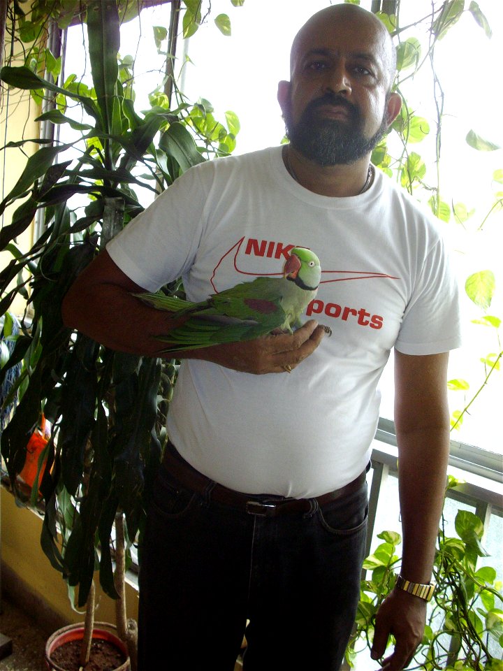Rudolph A. Furtado with his pet Alexandrine Parakeet (also known as an Alexandrine Parrot) named Mittoo in the house garden balcony of Vaibhav Apartments, Mumbai.