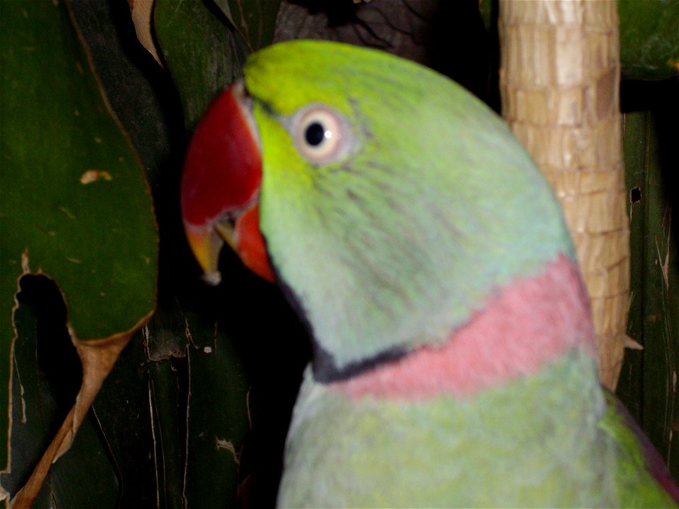 A pet Alexandrine Parakeet named Mittoo, age 17 years.