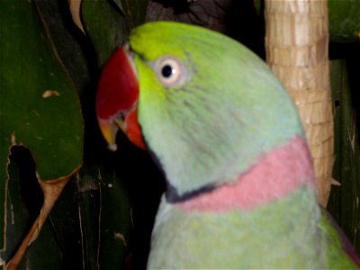 A pet Alexandrine Parakeet named Mittoo, age 17 years.
