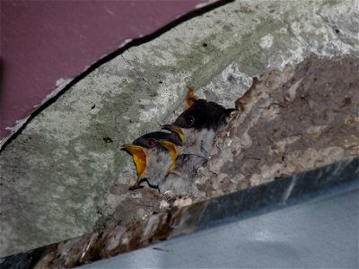 Swallows in nest