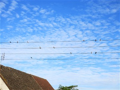 House martins on wires at Laives (Saône-et-Loire, France).
