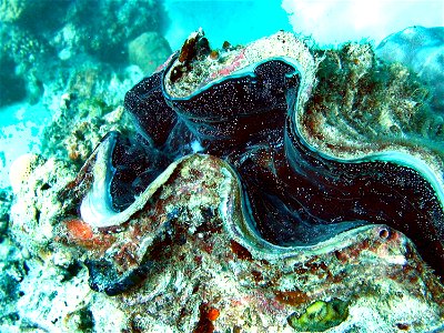 Encrusted giant clam in the Great Barrier Reef. Visit The World Factbook for more information about Australia.