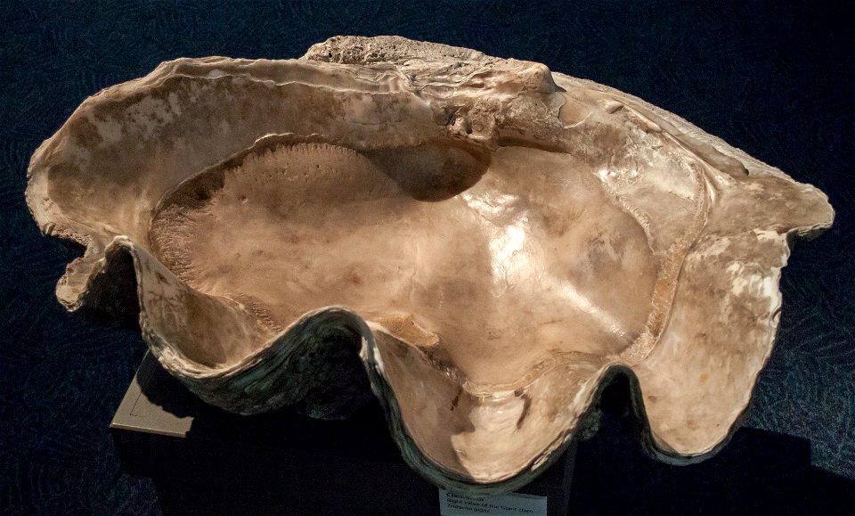 Right valve of the Giant clam shell (Tridacna gigas)label QS:Len,"Right valve of the Giant clam shell (Tridacna gigas)"
label QS:Lhu,"Tridacna gigas óriáskagyló"