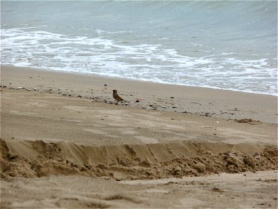 一隻麻雀在沙灘上享受海風。 photo