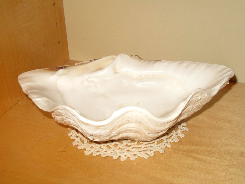Shell of the genus Tridacna as domestic container. Length : 26.5 cm ; width : 16.5 cm ; height : 7 cm