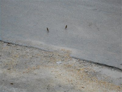 2 Eurasian tree sparrows on a road in Saipan. photo