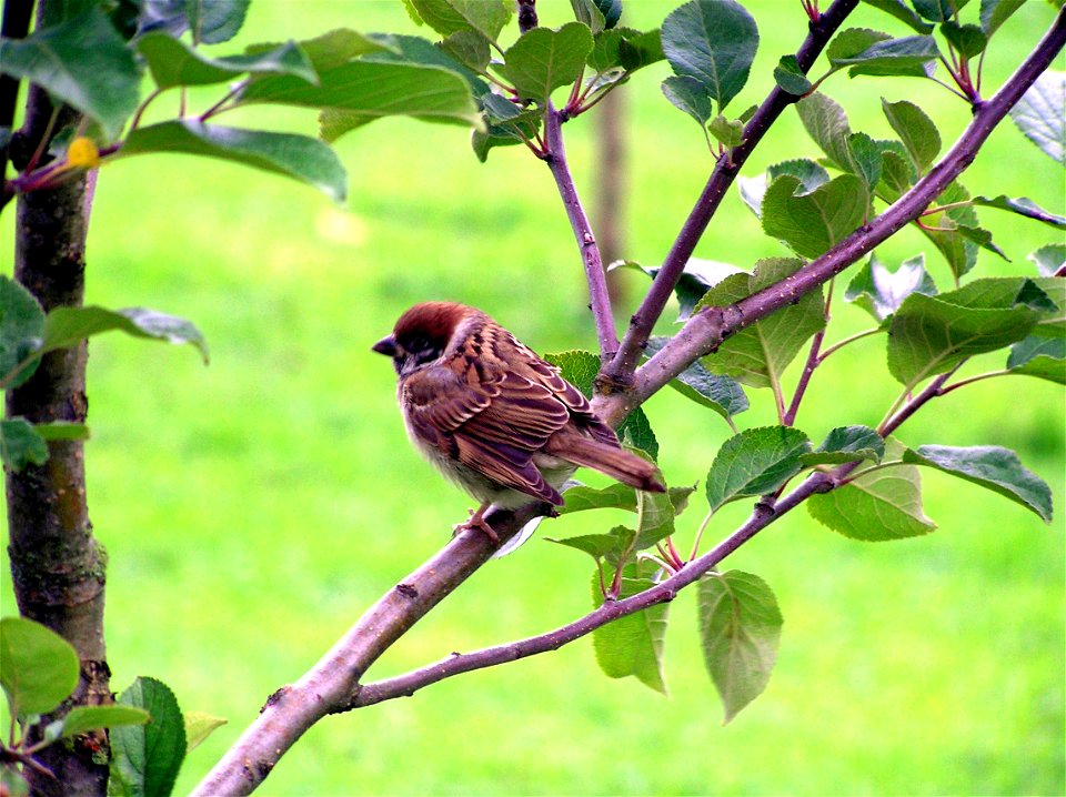 I took that picture of a sparrow in Sweden in 2004