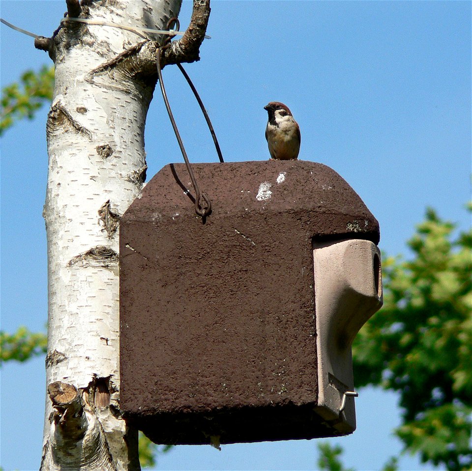 : Feldsperling (Passer montanus)

Ort: Bad Soden, Hessen, Germany
Fotograf: Olaf Mertens, 26.05.2005