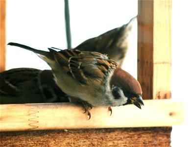 Eurasian Tree Sparrow, Prague, Czech Republic photo