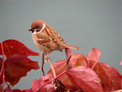 A Eurasian Tree Sparrow