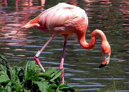 Caribbean Flamingo, also known as the American Flamingo, at Slimbridge Wildfowl and Wetlands Centre, Slimbridge, Gloucestershire, England.