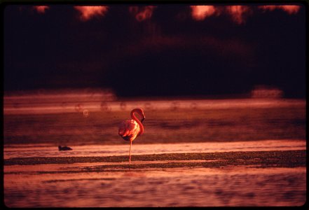 A BIRD WAITS FOR ITS MEAL TO FLOAT BY AT BUENA VISTA LAGOON THE WILDLIFE SANCTUARY IS ONE OF THE LAST LAGOONS IN SOUTHERN CALIFORNIA. THERE IS CONCERN FOR IT BECAUSE OF EROSION AND SEPTIC TANK SEEPAGE