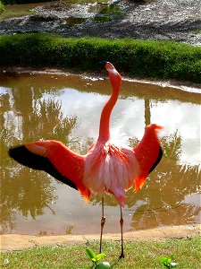 American Flamingo from the Waikiki Zoo. photo