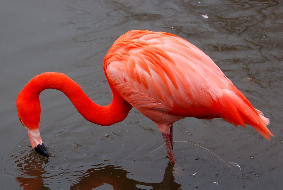 Caribbean Flamingo Phoenicopterus ruber at the Wildfowl and Wetlands Trust, Slimbridge,  Gloucestershire, England.
