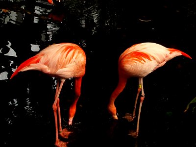 American Flamingos