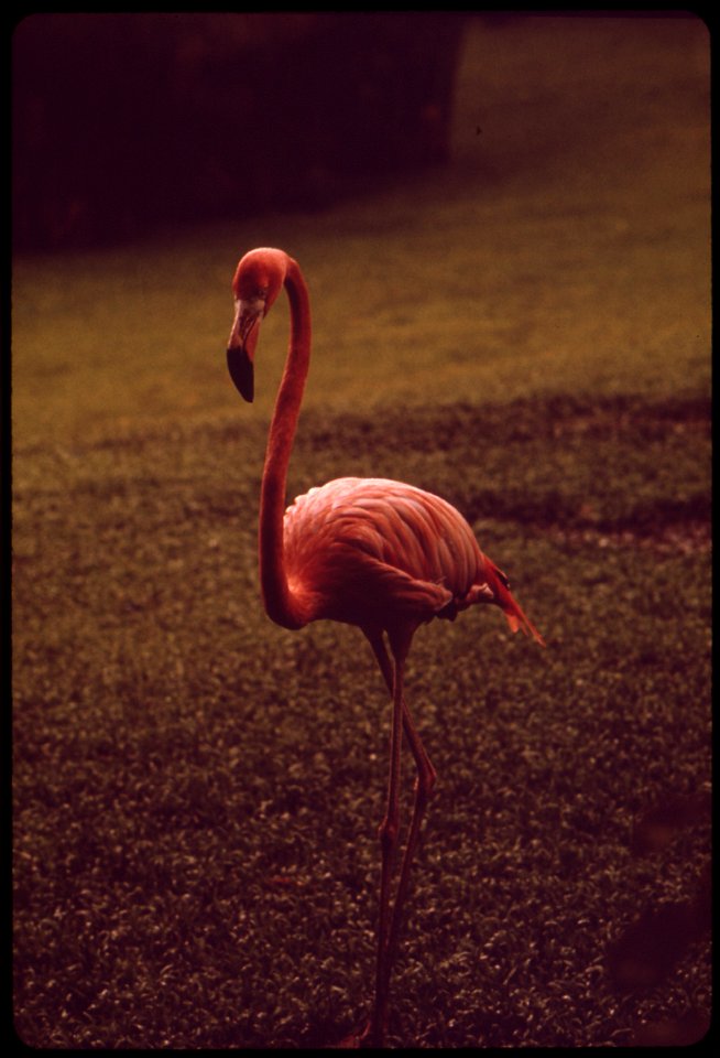 PARADISE PARK, A COMMERCIAL ENTERPRISE DESIGNED TO DISPLAY SOME OF THE NATURAL BEAUTY OF THE ISLAND, IS IN A CONSERVATION DISTRICT WHICH IS PRIMARILY FOREST AND WATER RESERVE LAND. THE STATE DEPARTMEN