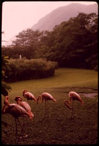 PARADISE PARK, A COMMERCIAL ENTERPRISE DESIGNED TO DISPLAY SOME OF THE NATURAL BEAUTY OF THE ISLAND, IS IN A CONSERVATION DISTRICT WHICH IS PRIMARILY FOREST AND WATER RESERVE LAND. THE STATE DEPARTMEN