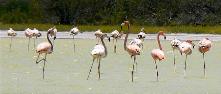 Caribbean Flamingos (Poenicopterus ruber ruber) along shore of Lago de Oviedo, Dominican Republic.