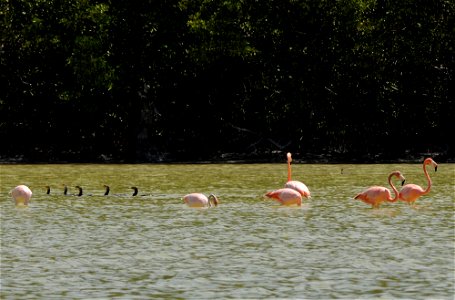 Flamingos und Kormorane in der Lagune von Celestún (Yucatan) photo
