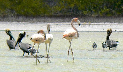 Caribbean Flamingos, Caribbean Brown Pelicans, and Laughing Gulls, along shore of Lago de Oviedo, Pedernales Province, Dominican Republic photo