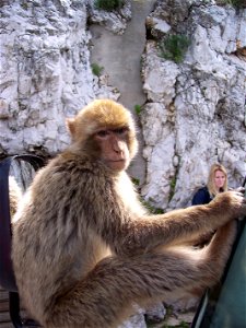 barbary macaque photo