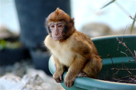 Young Barbary Ape sitting on a Plant Pot in Gibraltar ( from the family Guillen) photo