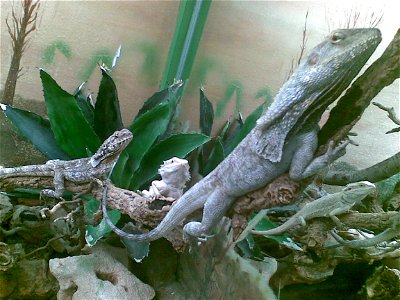Reptilien
