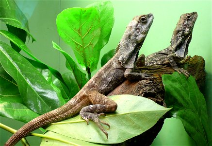 Pair of Frill-necked Lizards (Chlamydosaurus kingii)