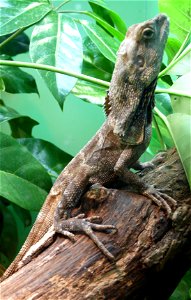 Frill-necked Lizard (Chlamydosaurus kingii)